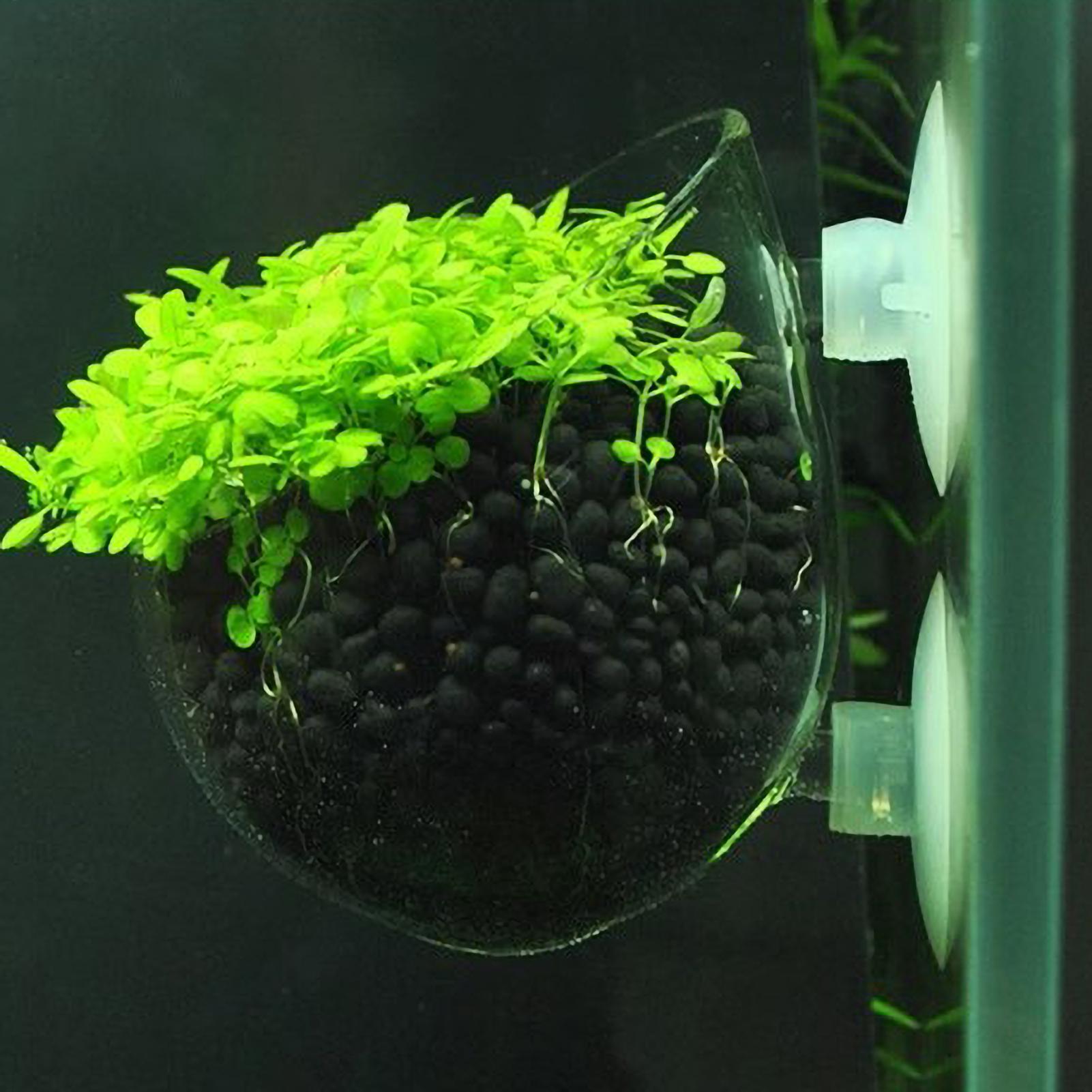 Aquarium Plant Holder Glass Aq - Aquarium Plant Gel ulasan dan harga