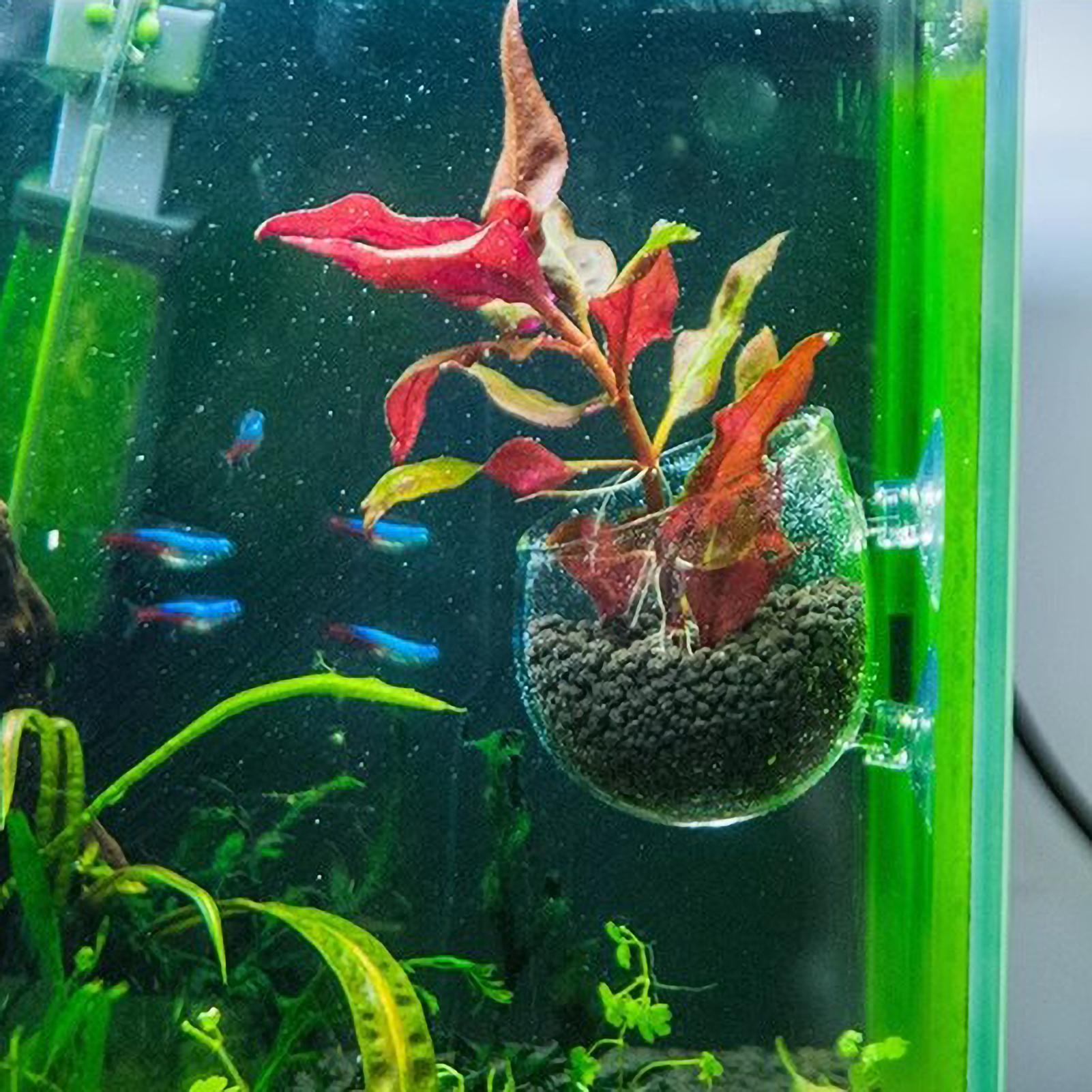 Aquarium Plant Holder Glass Aq - Aquarium Plant Gel ulasan dan harga