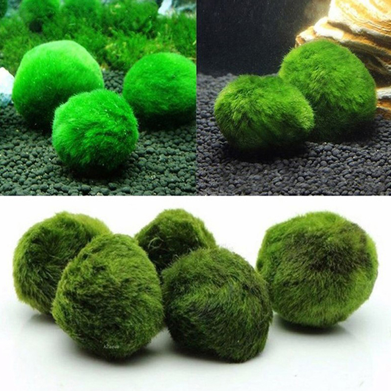 Marimo Moss Balls Live Aquariu - Planted Aquarium Algae ulasan dan harga