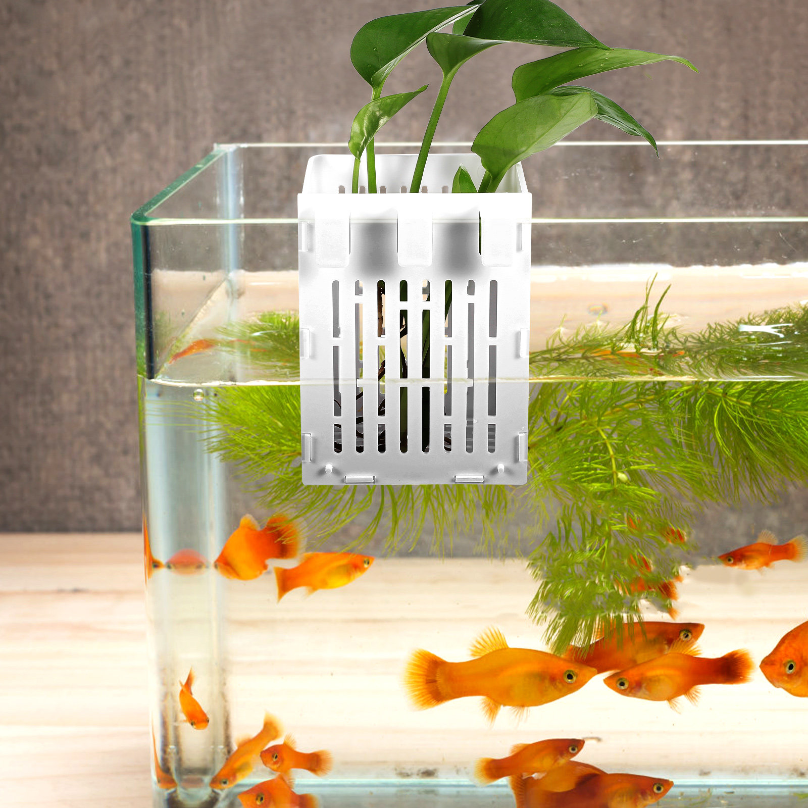 2Pcs Aquatic Plant Basket Hang - Aquarium Planted Setup ulasan dan harga