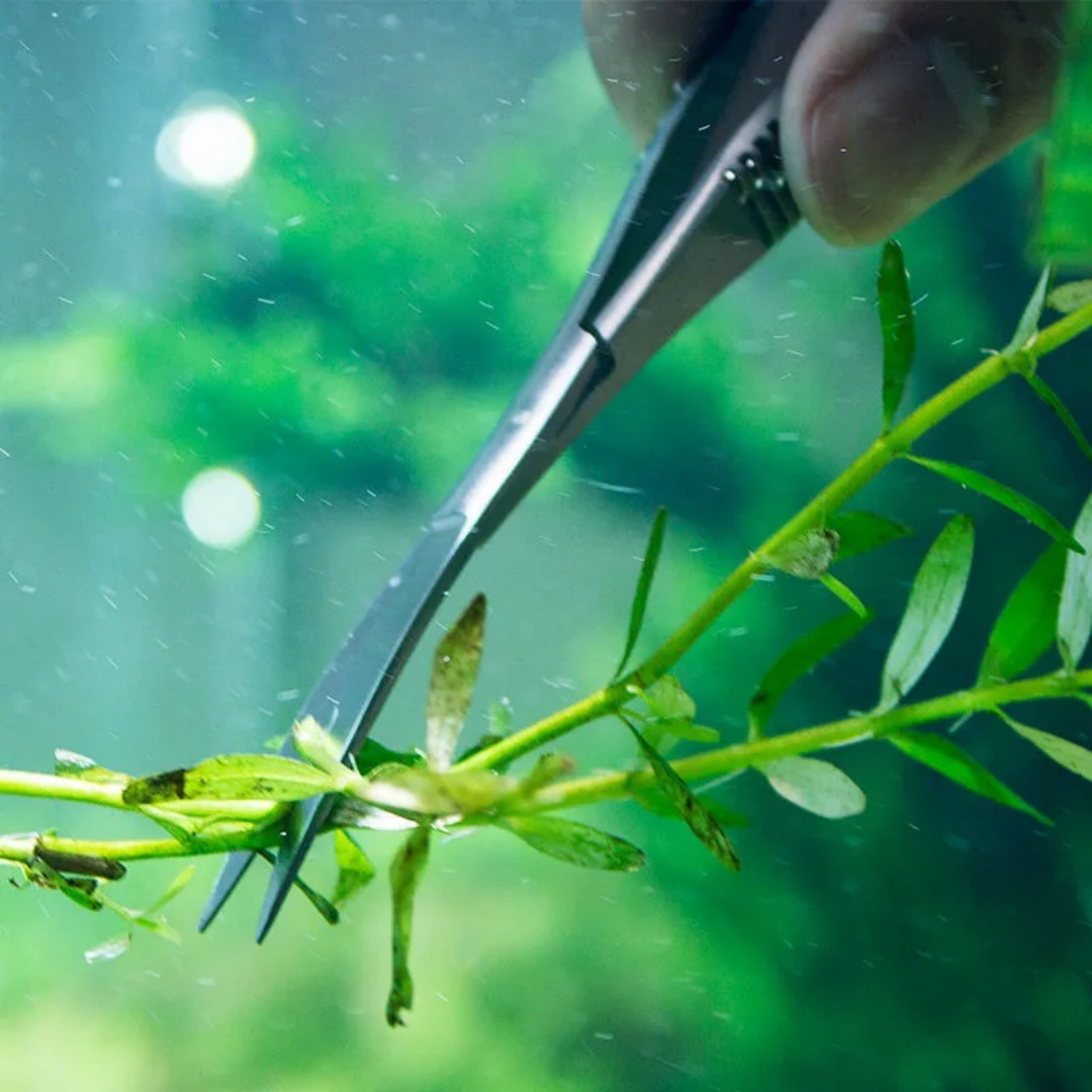 Curved Straight Spring Scissor - Planted Aquarium Tool Kit ulasan dan harga